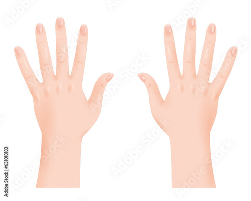 人体 パーツ リアル きれいな 指 爪 肌 両手 手の甲 透過 png 背景透明