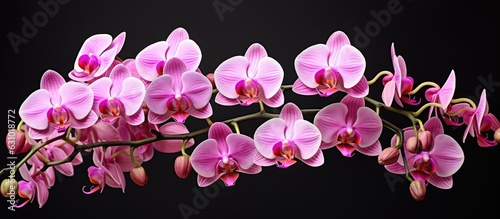 The Phalaenopsis orchid, also known as the Beautiful Pink Orchid, is found in gardens