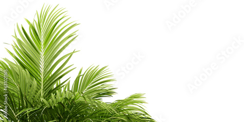 palm tree leaves in 3d rendering isolated on white background 