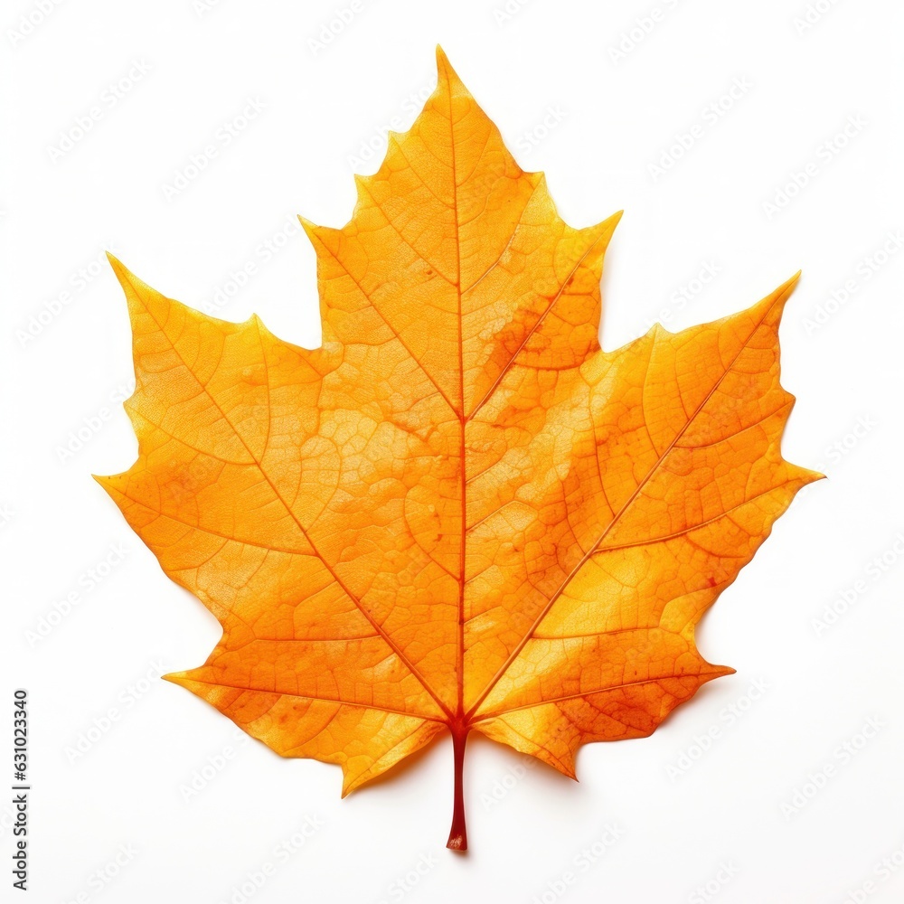 Autumn falling leaf isolated