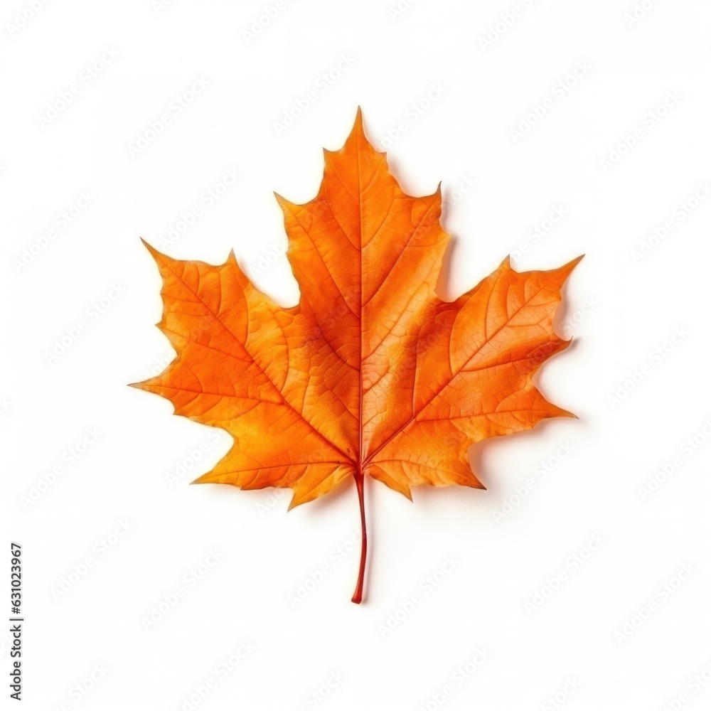 Autumn falling leaf isolated