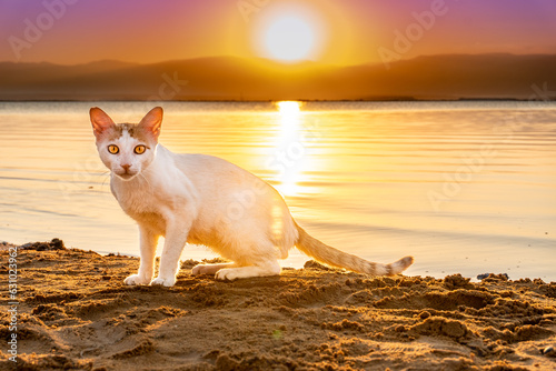 gato al l amanecer junto a la orilla del mar muerto en Israel © Jóse Carbonell