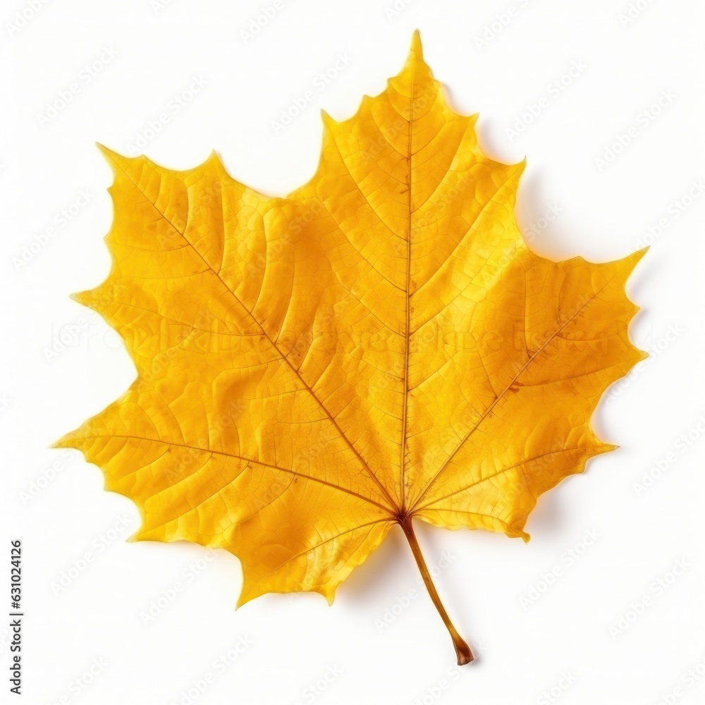 Autumn falling leaf isolated Autumn falling leaf isolated