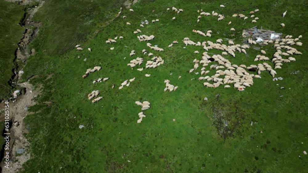 Aerial view of sheep on mountain hills. A flock of sheep moving forward on the grassland pasture.Herd of white sheep grazing in a green landscape. Aerial view of sheep on mountain hills. A flock of sheep moving forward on the grassland pasture.Herd of white sheep grazing in a green landscape.