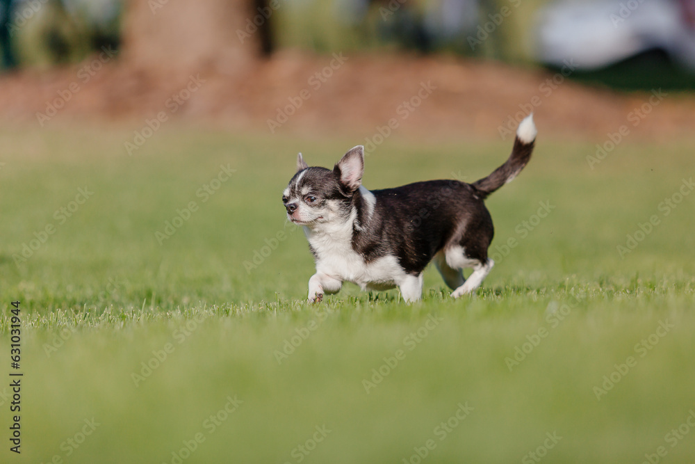 Cute chihuahua dog on green grass. Miniature dog walking outdoor
