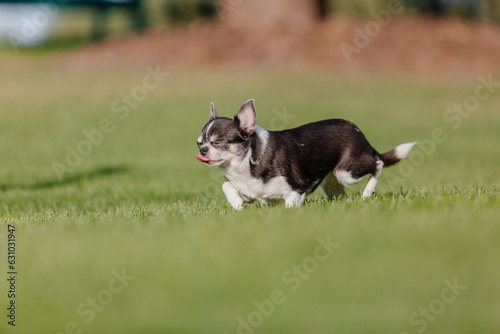 Cute chihuahua dog on green grass. Miniature dog walking outdoor