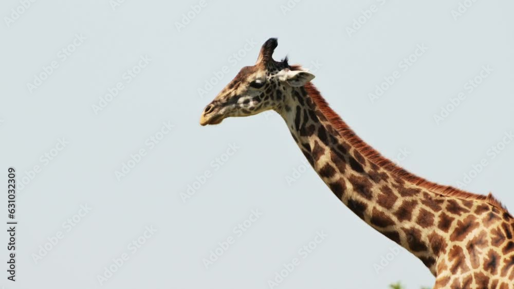 Slow Motion Shot of long Giraffe neck set against bright blue african sky in the Masai Mara North Conservancy, African Wildlife in Maasai Mara National Reserve, Kenya, Africa Safari Animals Slow Motion Shot of long Giraffe neck set against bright blue african sky in the Masai Mara North Conservancy, African Wildlife in Maasai Mara National Reserve, Kenya, Africa Safari Animals