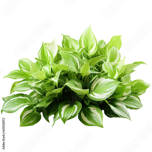 Bush hosta with colorful leaves isolated on transparent background. Generative AI photo