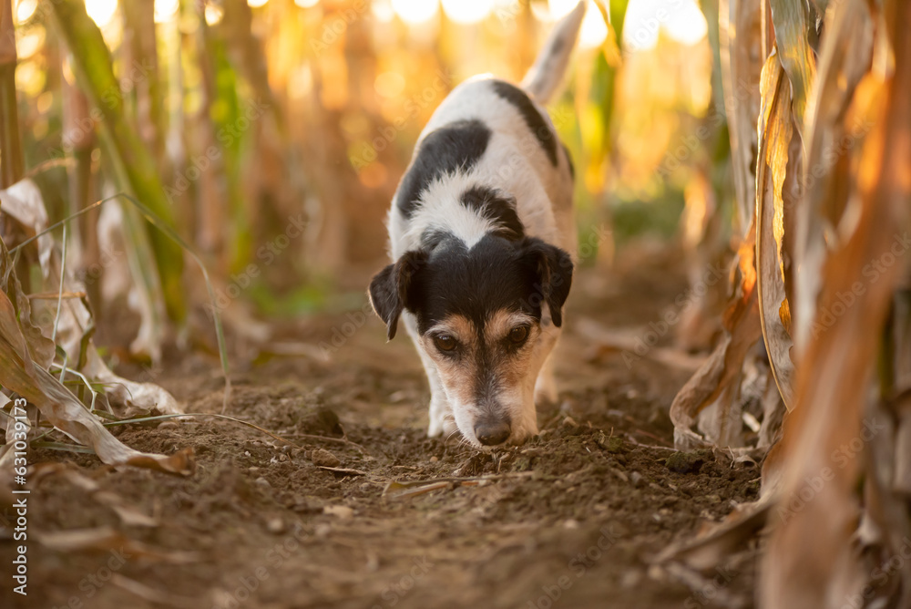 Cute disobedient Jack Russell Terrier Dog has escaped and is following a lead in the maize field in autumn. Cute disobedient Jack Russell Terrier Dog has escaped and is following a lead in the maize field in autumn.