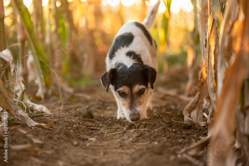 Photos Cute disobedient Jack Russell Terrier Dog has escaped and is following a lead in the maize field in autumn