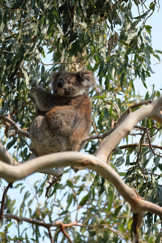 Fototapeta premium Female victorian koala on a eucalyptus tree in the Hordern Vale area, Great Ocean Road. Victoria-Australia-799