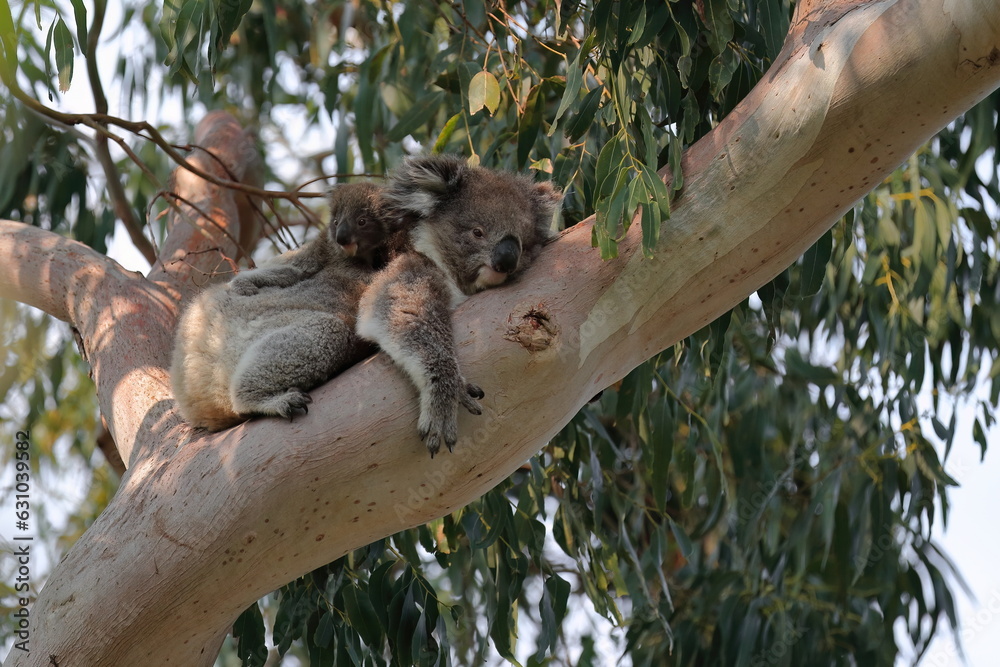 Fototapeta premium Female victorian koala, joey riding her back, eucalyptus tree. Hordern Vale area-Great Ocean Road-Victoria-Australia-801