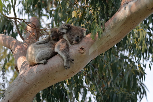 Fototapeta Naklejka Na Ścianę i Meble -  Female victorian koala, joey riding her back, eucalyptus tree. Hordern Vale area-Great Ocean Road-Victoria-Australia-801