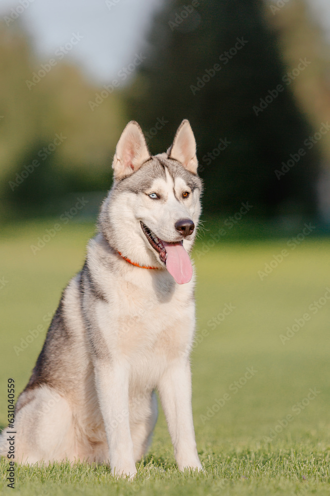 Beautiful siberian husky dog on the field