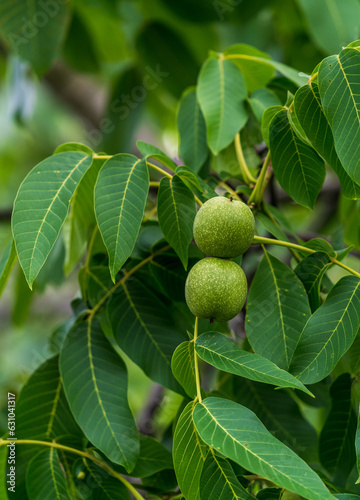 Wallpaper Mural Vibrant tree with lush green leaves. A tree filled with lots of green leaves Torontodigital.ca