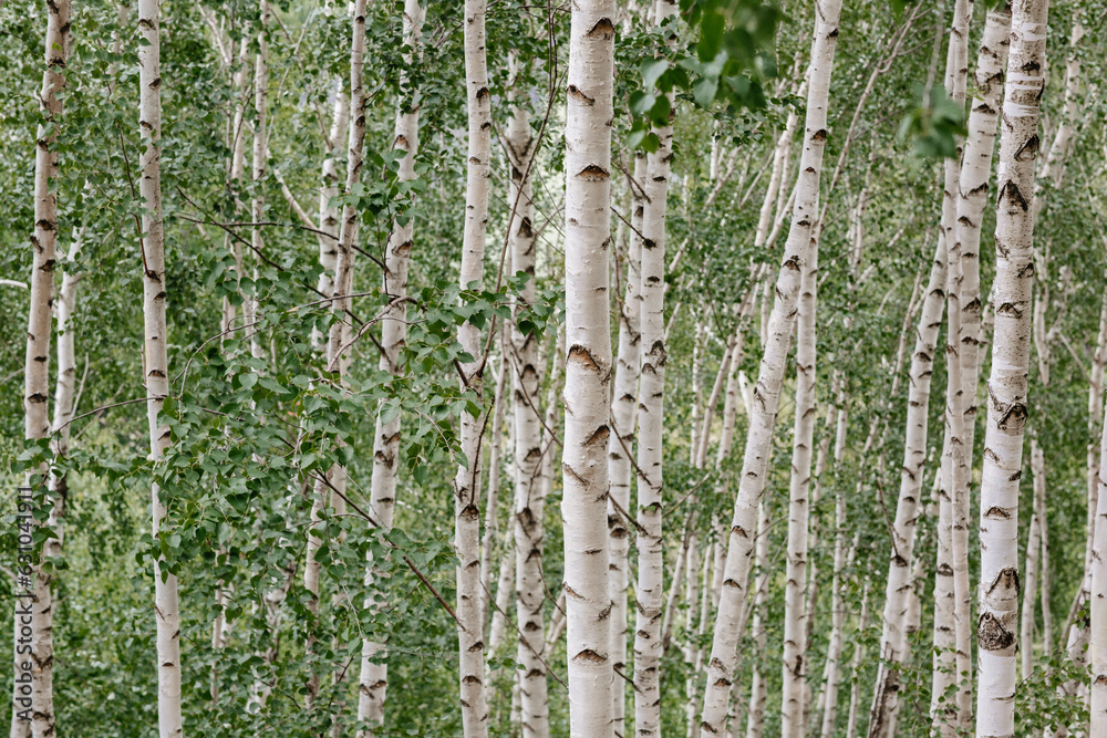 Obraz premium Birch Tree Serenity