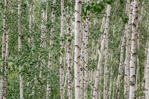 Birch Tree Serenity