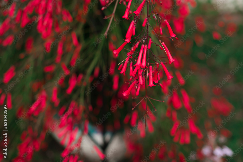 red tubular tiny flowers of firecracker plant on green background, natural environment beauty, botanical sample of Russelia equisetiformis or fontainbush red tubular tiny flowers of firecracker plant on green background, natural environment beauty, botanical sample of Russelia equisetiformis or fontainbush