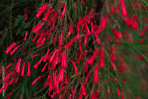 red tubular tiny flowers of firecracker plant on green background, natural environment beauty, botanical sample of Russelia equisetiformis or fontainbush