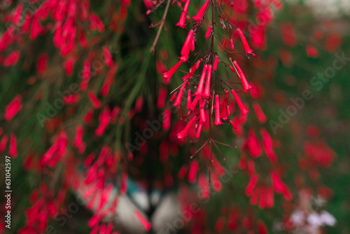 red tubular tiny flowers of firecracker plant on green background, natural environment beauty, botanical sample of Russelia equisetiformis or fontainbush