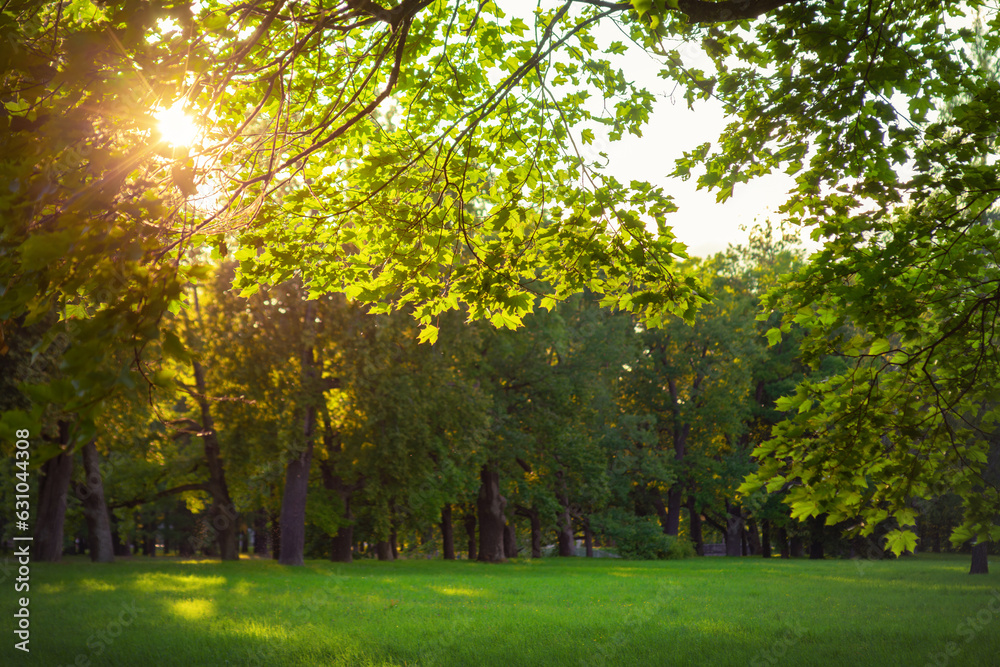 sunset in a beautiful park, natural summer background sunset in a beautiful park, natural summer background