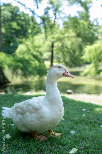 A white duck stands on a grassy bank in front of a pond