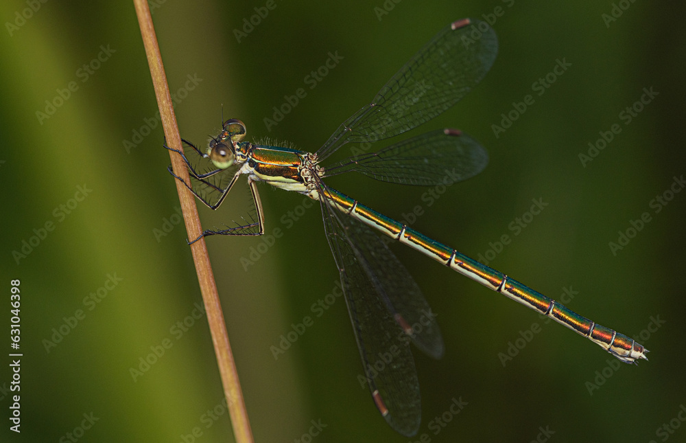A small metallic dragonfly sits on a yellow stalk of grass. A small metallic dragonfly sits on a yellow stalk of grass.