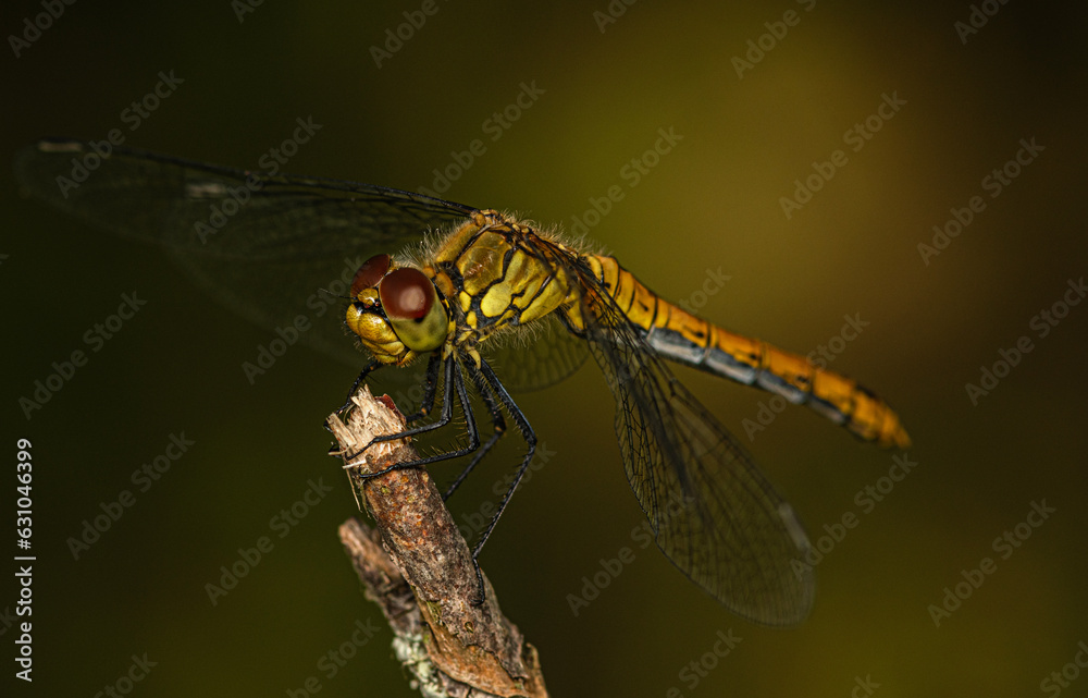 An orange-black dragonfly sits on a dry branch of a bush. An orange-black dragonfly sits on a dry branch of a bush.