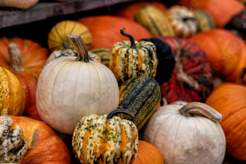 various pumpkins in autumn in Spreewald in Germany