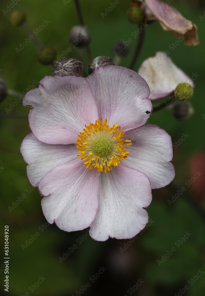 a single japanese windflower in the summer garden a single japanese windflower in the summer garden