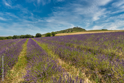 Panoramic travel landscape in Provence, France. Blooming lavender flowers and meadow field under blue sunny sky clouds. Idyllic serenity nature, inspire colorful countryside tranquil blossom view