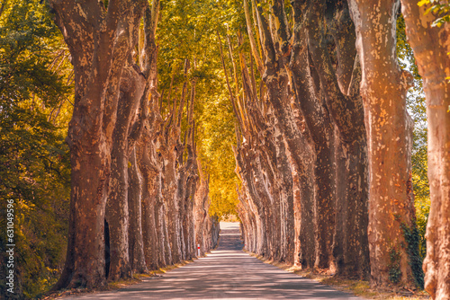 Abstract nature background of route under alley trees beautiful sunlight. Idyllic seasonal gold orange light  colorful landscape with pathway between forest trees leaves. Inspire beauty natural scene