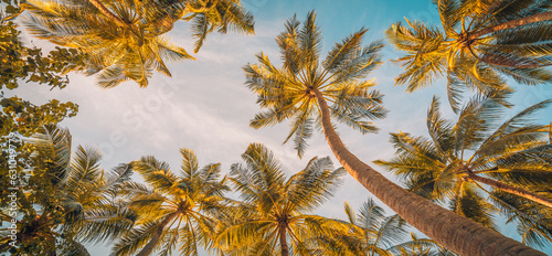 Panoramic tropical palm tree with sun light on sky background. Silhouette of palm trees on sunset sky view. Happy relaxing colors, exotic travel destination nature panorama. Natural coco plants © icemanphotos