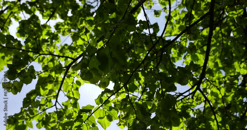 green foliage of linden trees in the spring season, deciduous linden trees with the first spring foliage of green color green foliage of linden trees in the spring season, deciduous linden trees with the first spring foliage of green color