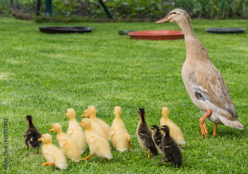 indian runner duck babys and her mother walking over green grass