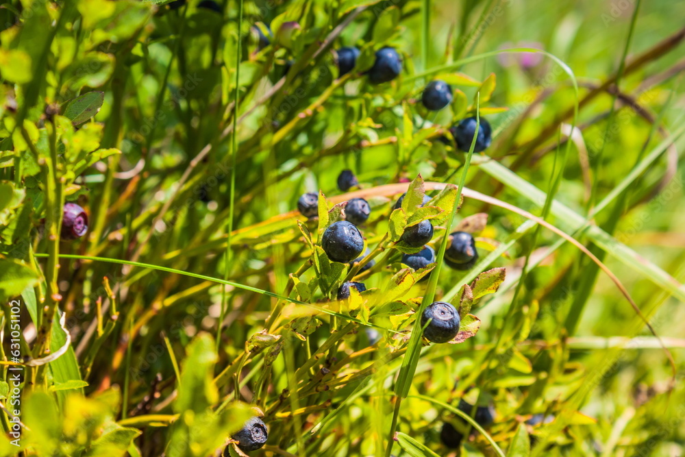Blueberries grow in nature on a mountainside. A bush of blueberr Blueberries grow in nature on a mountainside. A bush of blueberr