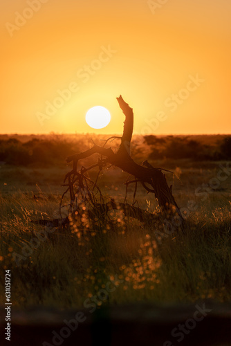 Sunset in der Steppe von Namibia