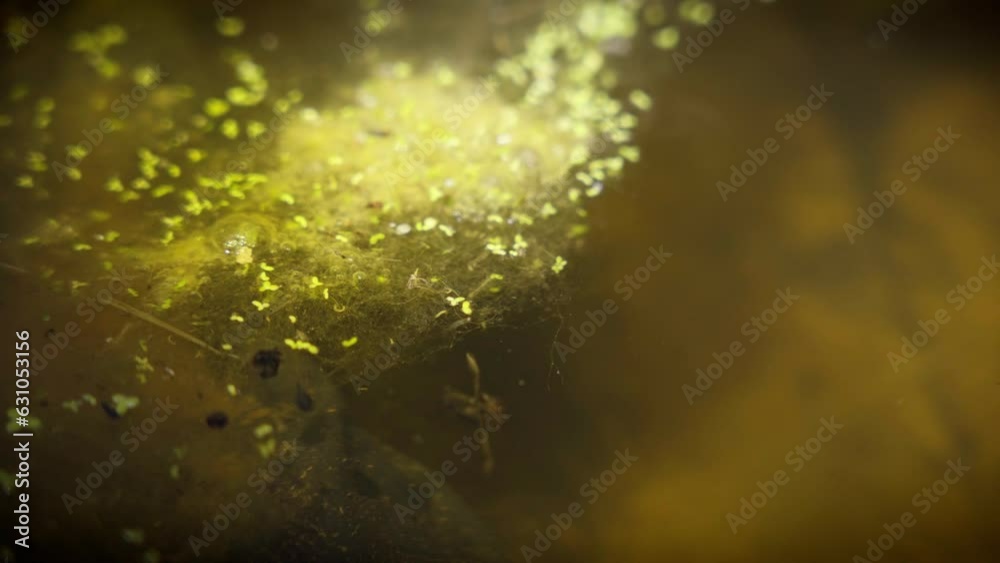 A Notonecte catches a green and eats it, the Notonecta Galuca is a real predator against mosquitoes in a pool of water. A Notonecte catches a green and eats it, the Notonecta Galuca is a real predator against mosquitoes in a pool of water.