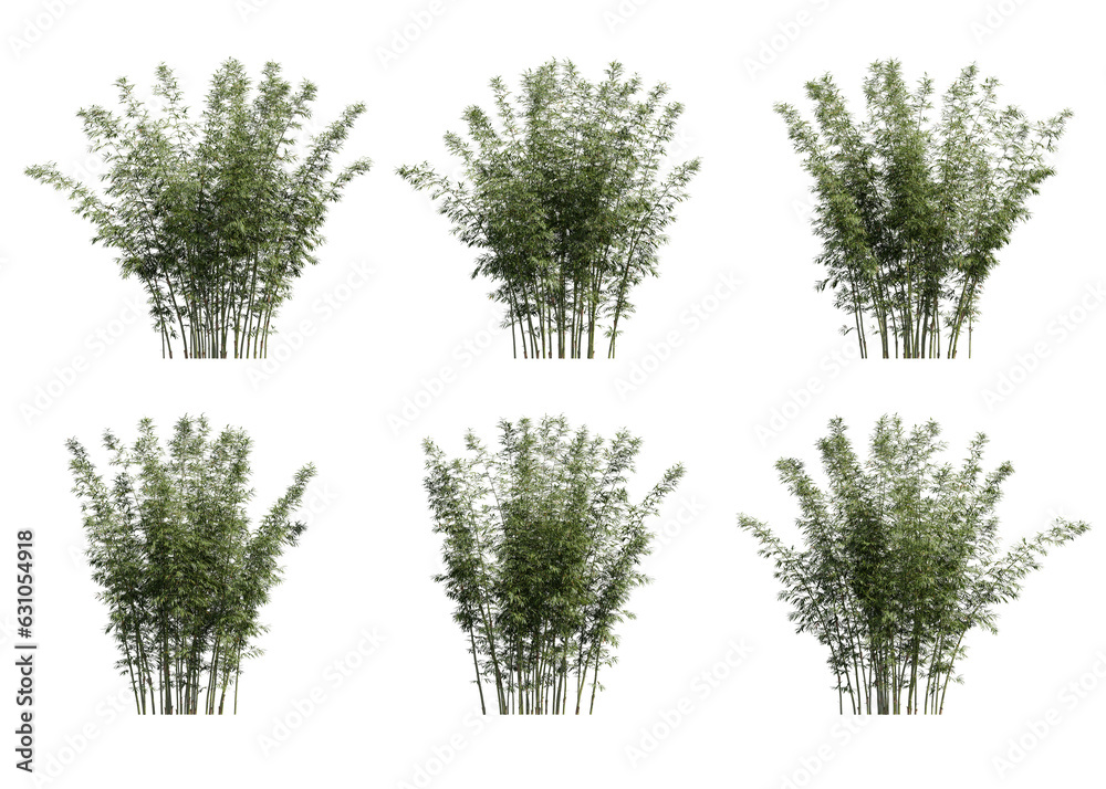 3D illustration bamboo Bambusa Boniopsis tree