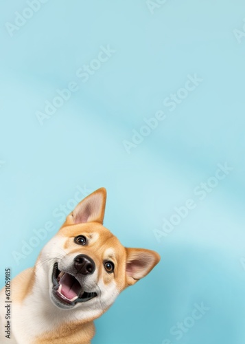 funny shiba inu puppy dog vertical banner, isolated on blue pastel background, concept for petshops and pet niche ecommerce