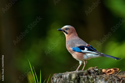 Jay in the forest. © Janusz