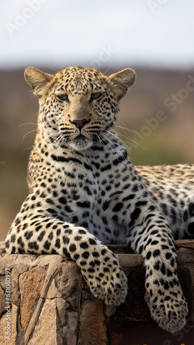 a leopard portrait close up 