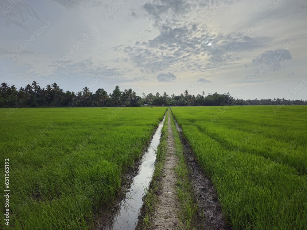 Rice plantation 