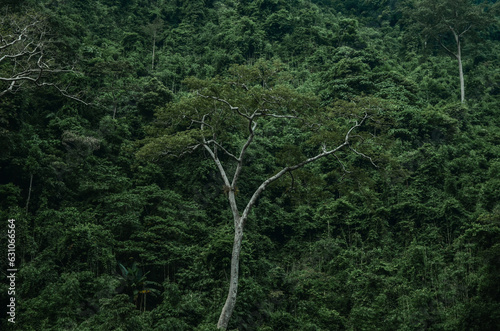 
trees on the mountain