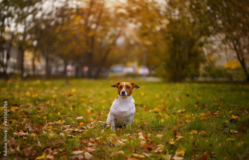 Jack russell terrier dog  walking  in autumn park outdoors.