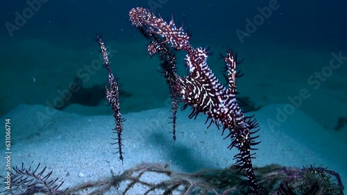 Group of Black Ornate or Harlequin Ghost Pipefish (Paradoxus solenostomus) - Close Up - Philippines photo