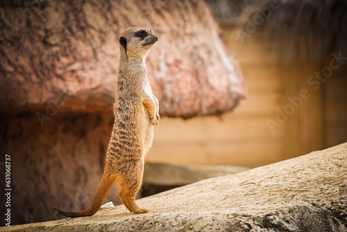 meerkat on guard © Benjamin