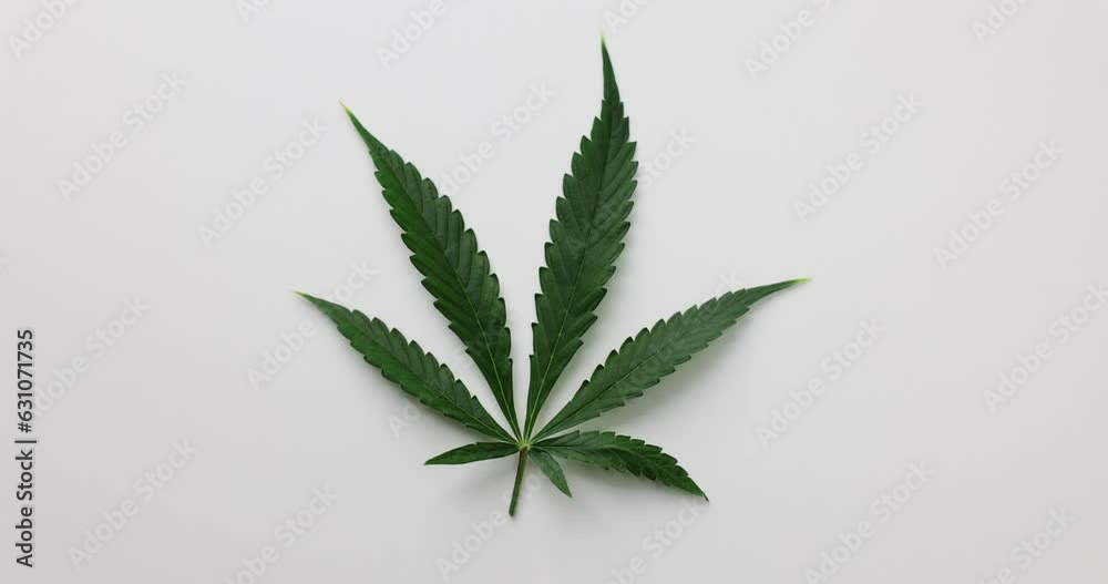Green leaf of marijuana for examination of composition in laboratory. Preparation for laboratory analysis of psychoactive drug component Green leaf of marijuana for examination of composition in laboratory. Preparation for laboratory analysis of psychoactive drug component