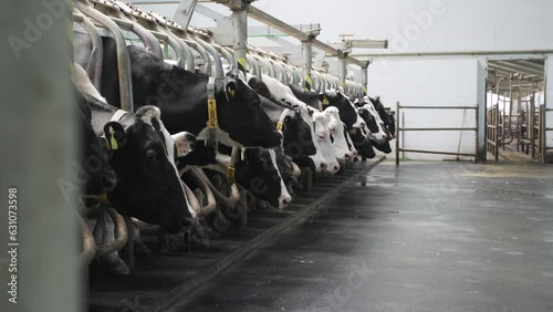 Automated equipment for milking cows on dairy farm.