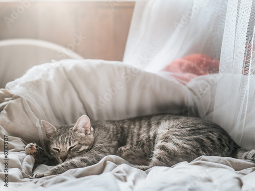 Fototapeta Naklejka Na Ścianę i Meble -  Portrait of a grey tubby cat laying on a bed. Sleepy animal in a comfortable conditions. Soft and dreamy look. Selective focus. Relaxation concept.